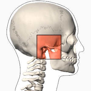 Temporomandibular joint, a joint between temporal bone and mandible